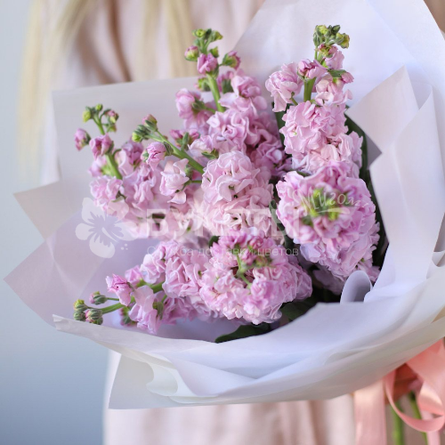 Букет из 7 розовых маттиол