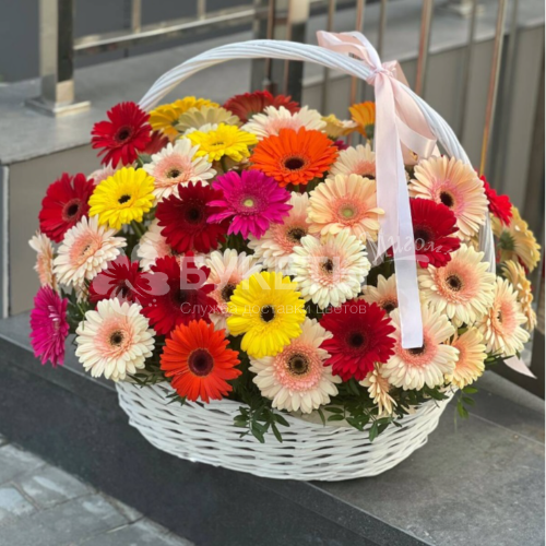 Корзина цветов из 51 герберы "Шарден"
