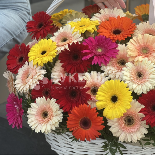 Корзина цветов из 51 герберы "Шарден"