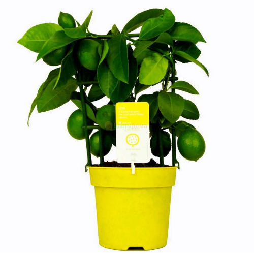 Цитрофортунелла Лимон | d 12 - 4290.00 рублей