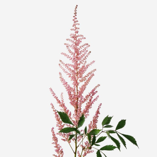 Астильба розовая | от 285.00 рублей