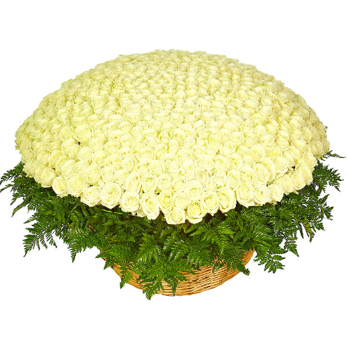 Корзина из 501 белой розы
