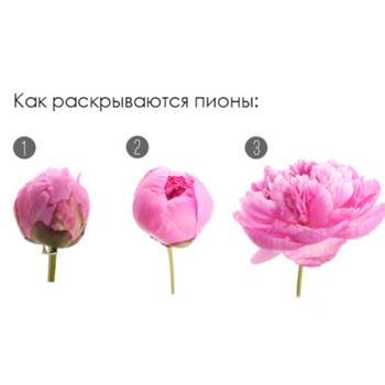 Фотография Пион розовый поштучно 