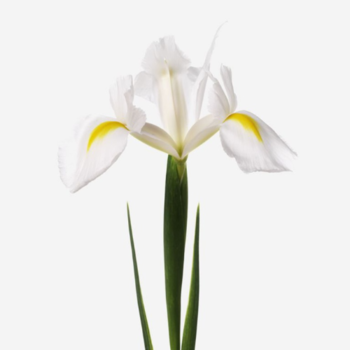Фотография Ирис белый 
