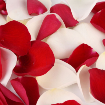 Фотография Лепестки красных и белых роз 3 литра 