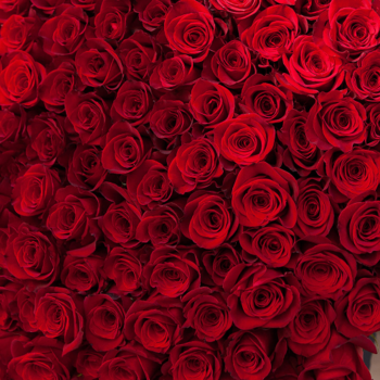 Фотография Красные розы Freedom 40 см 