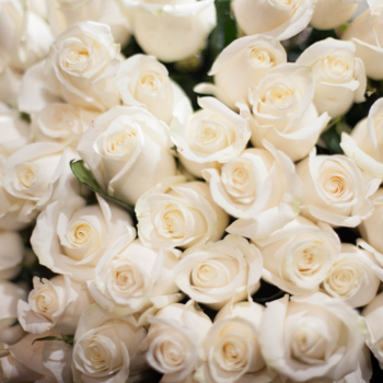 Фотография Белые розы Vendella 40 см 