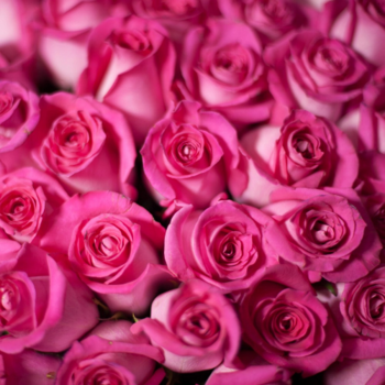 Фотография Розовые розы Topaz 40 см 