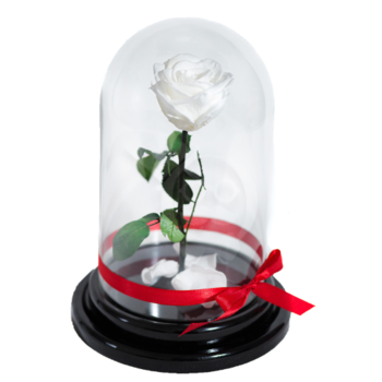 Фотография Белая роза в колбе 