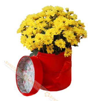 Фотография 5 желтых хризантем в красной шляпной коробка №29 