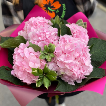 Фотография Букет из 5 розовых гортензий 