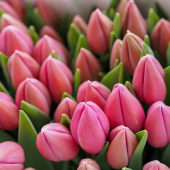 Фотография Розовые тюльпаны ОПТОМ - 50 цветков