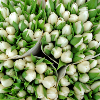 Фотография Белые тюльпаны ОПТОМ - 50 цветков