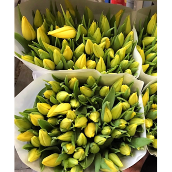 Фотография Желтые тюльпаны ОПТОМ - 50 цветков