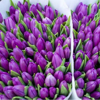 Фотография Фиолетовые тюльпаны ОПТОМ - 50 цветков