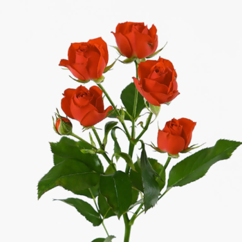Фотография Кустовая красная роза 50 см. 