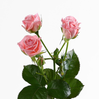 Фотография Кустовые розовые розы 50 см. 