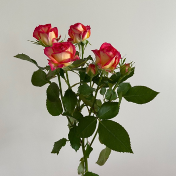 Фотография Кустовая роза Саммер Дэнс 60см. 