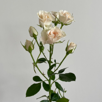 Фотография Кустовая кремовая роза Грация 50 см. 