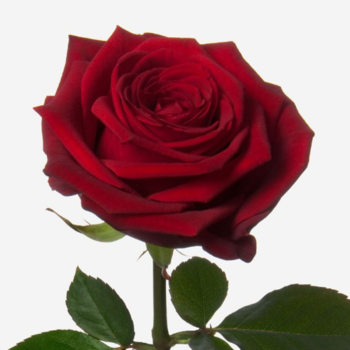 Фотография Роза красная Ред Наоми 60 см. 