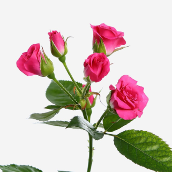 Фотография Кустовая малиновая роза Лавли Лидия 70 см. 