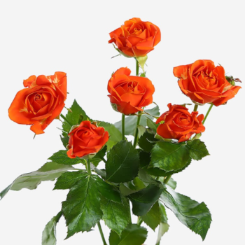Фотография Роза кустовая оранжевая 70 см. 
