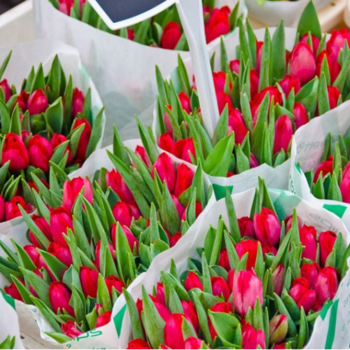 Фотография Красные тюльпаны ОПТОМ - 50 цветков