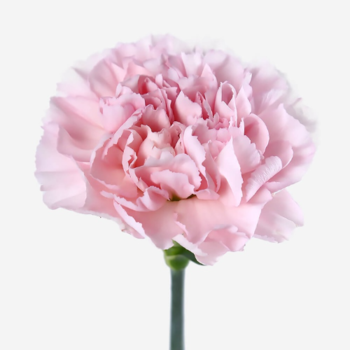 Фотография Гвоздика одноголовая нежно-розовая 