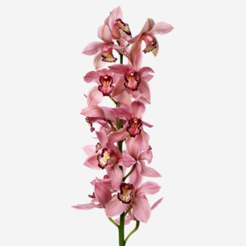 Фотография Орхидея цимбидиум розовая (ветка) 