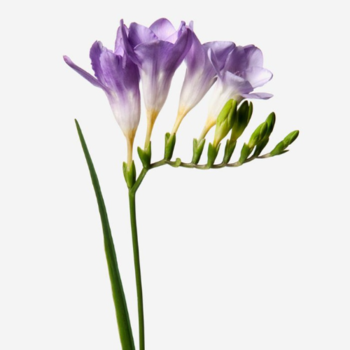 Фотография Фрезия сиреневая 