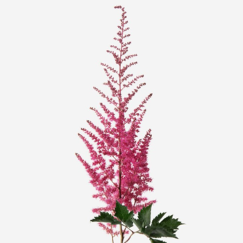 Фотография Астильба фуксия 