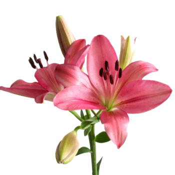 Фотография Лилия азиатская розовая 