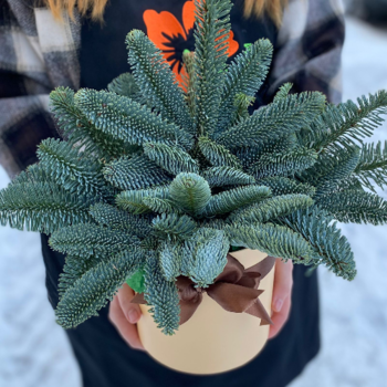 Фотография Шляпная коробка №57 