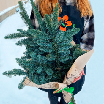 Фотография Охапка нобилиса - средняя