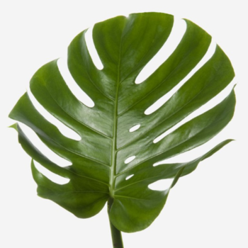 Фотография Монстера 