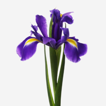 Фотография Ирис синий 