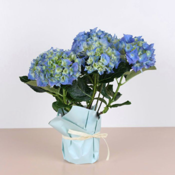 Фотография Гортензия микс в горшке 