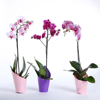 Фотография Орхидея фаленопсис (1 ствол) микс 