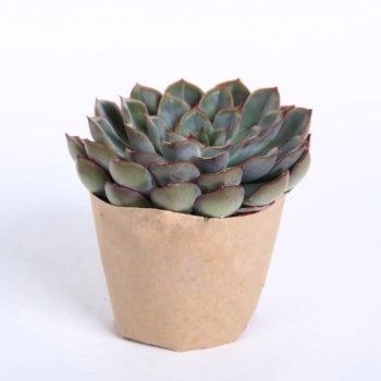 Фотография Эхеверия в горшке 