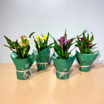 Фотография Калла в горшке 