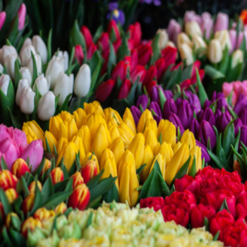 Фотография Тюльпаны в ассортименте - 50 цветков