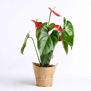 Фотография Антуриум андрианум сиерра 