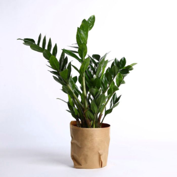 Фотография Замиокулькас - d 14