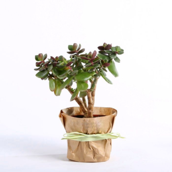 Фотография Крассула (денежное дерево) 