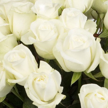 Фотография Букет 51 белая роза 