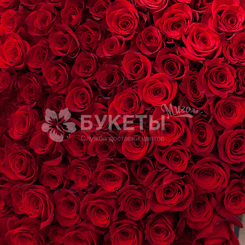 Красные розы Freedom 40 см