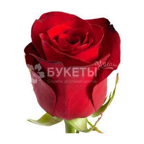 Красные розы Freedom 40 см