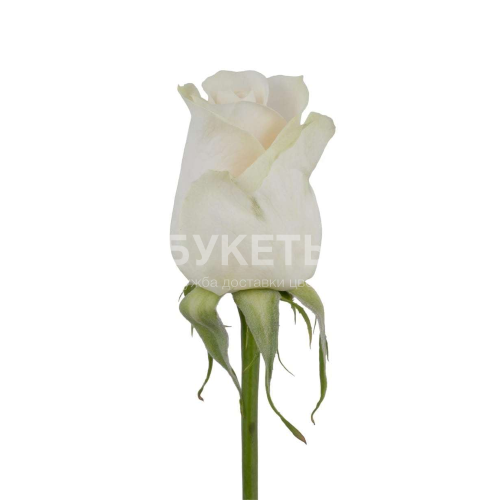 Белые розы Vendella 40 см