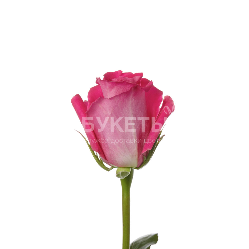 Розовые розы Topaz 40 см