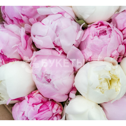 Букет из 15 розовых и белых пионов